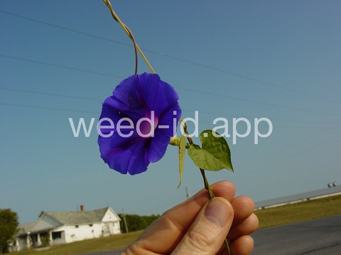 morningglory, tall